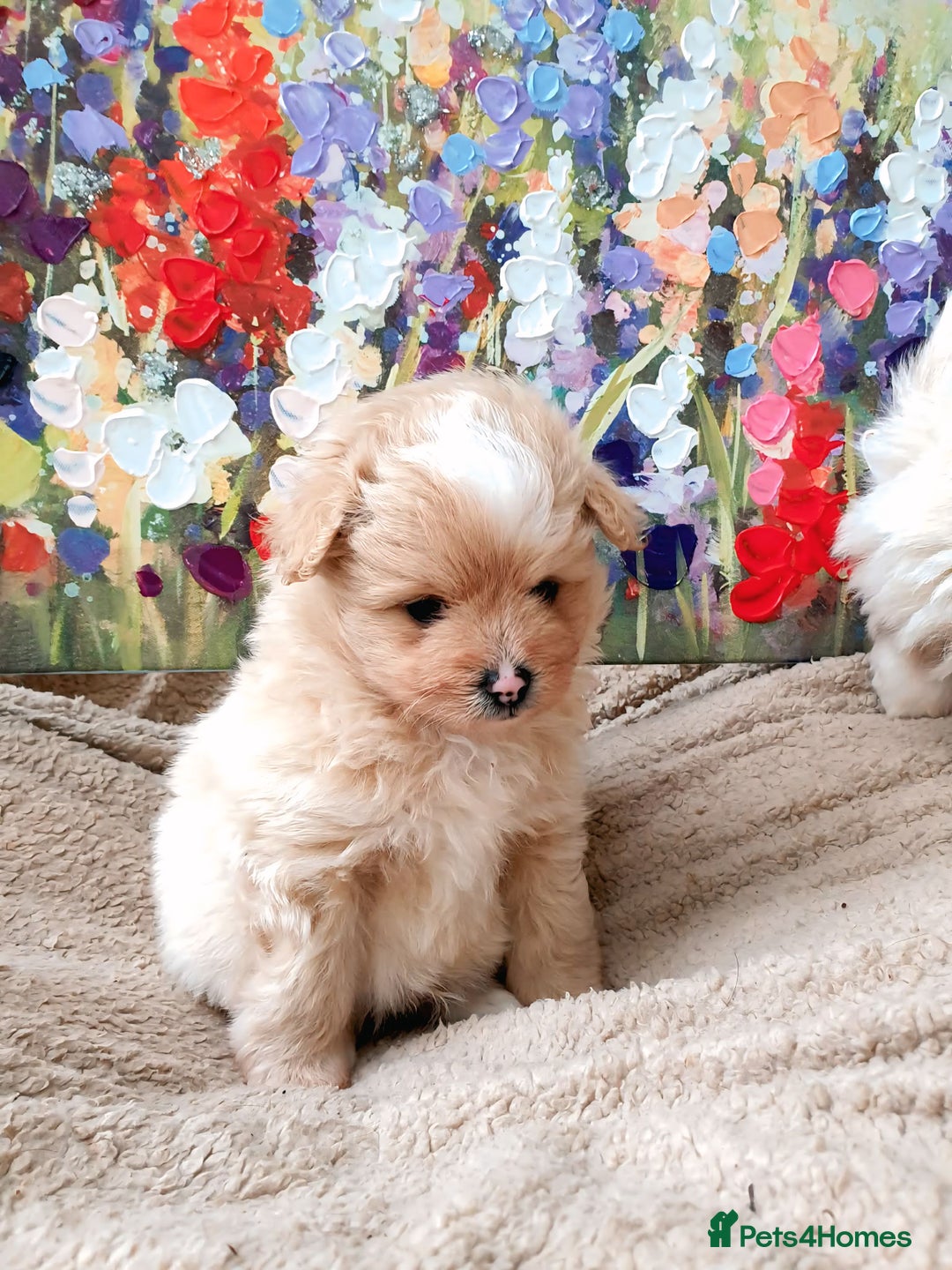 Pomapoo dogs for sale: Pomapoo - Advert 4