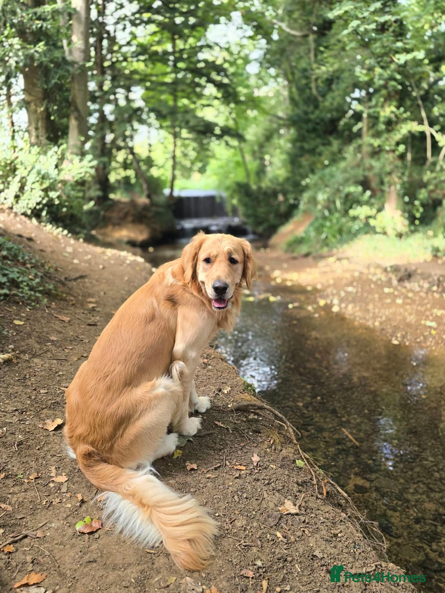 Golden Retriever dogs KC Registered Golden Retriever Stud Dog DNA Tested - Advert 2