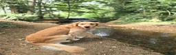 Golden Retriever dogs for stud: KC Registered Golden Retriever Stud Dog DNA Tested - Advert 1