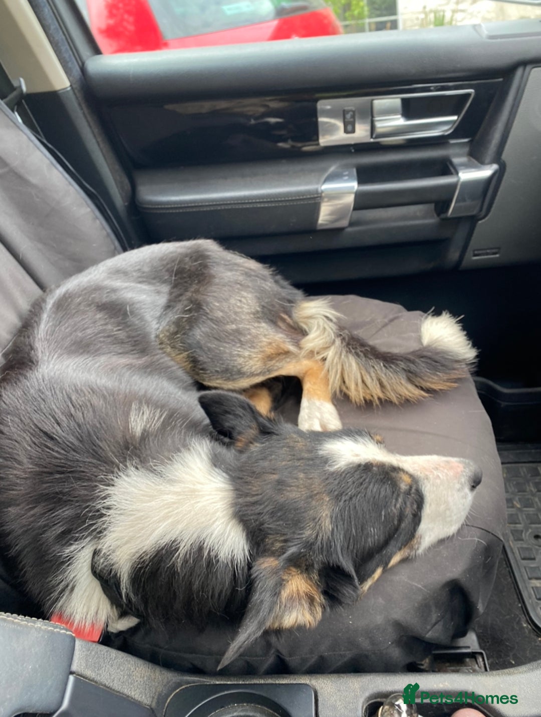 Border Collie dogs for sale: Border Collie Taff - Image 2