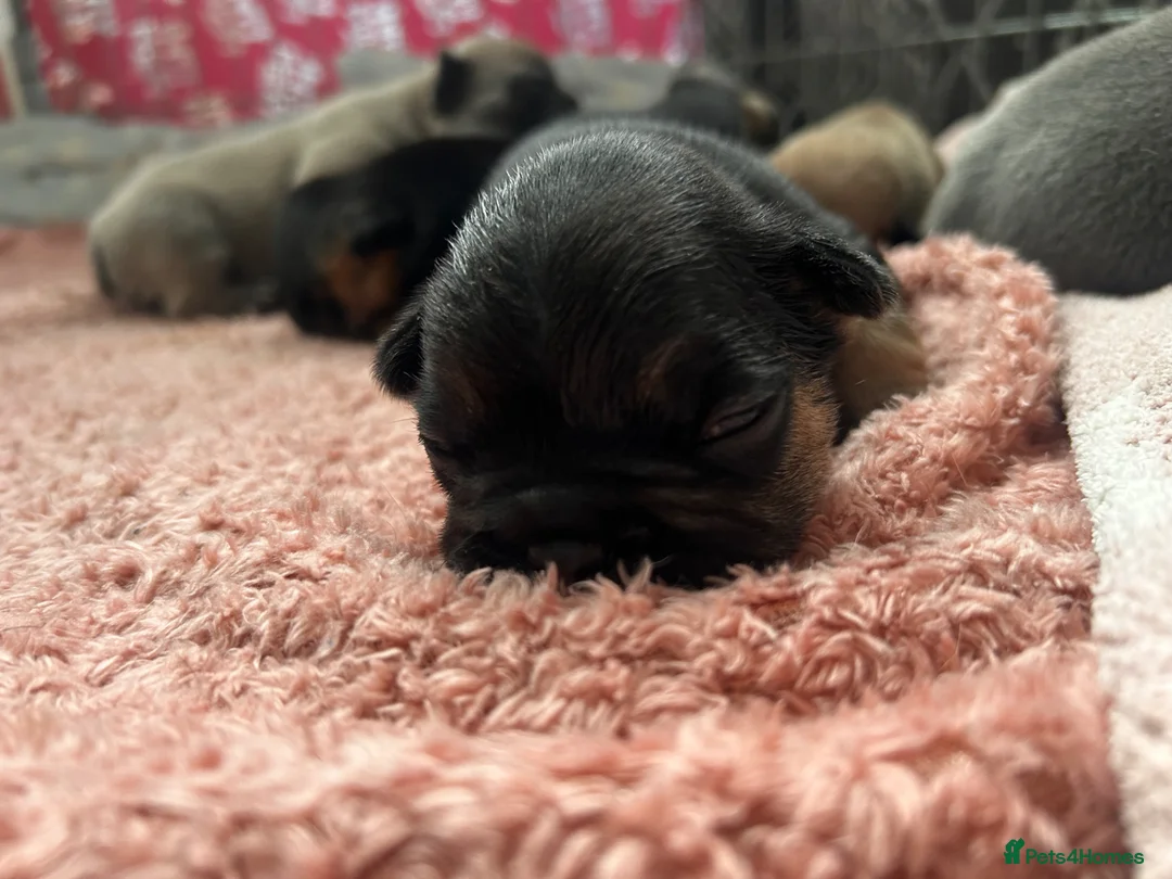 French Bulldog dogs for sale: 7 Beautiful full pedigree French bulldog puppies - Advert 31