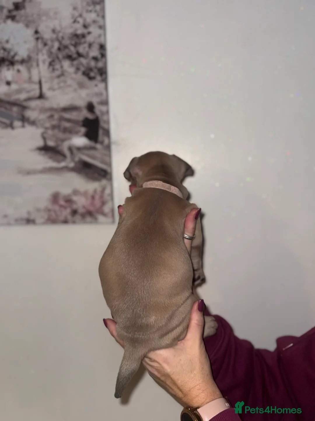 Mixed Breed dogs for sale: French bulldog / pocket bully puppies in Witham - Advert 9