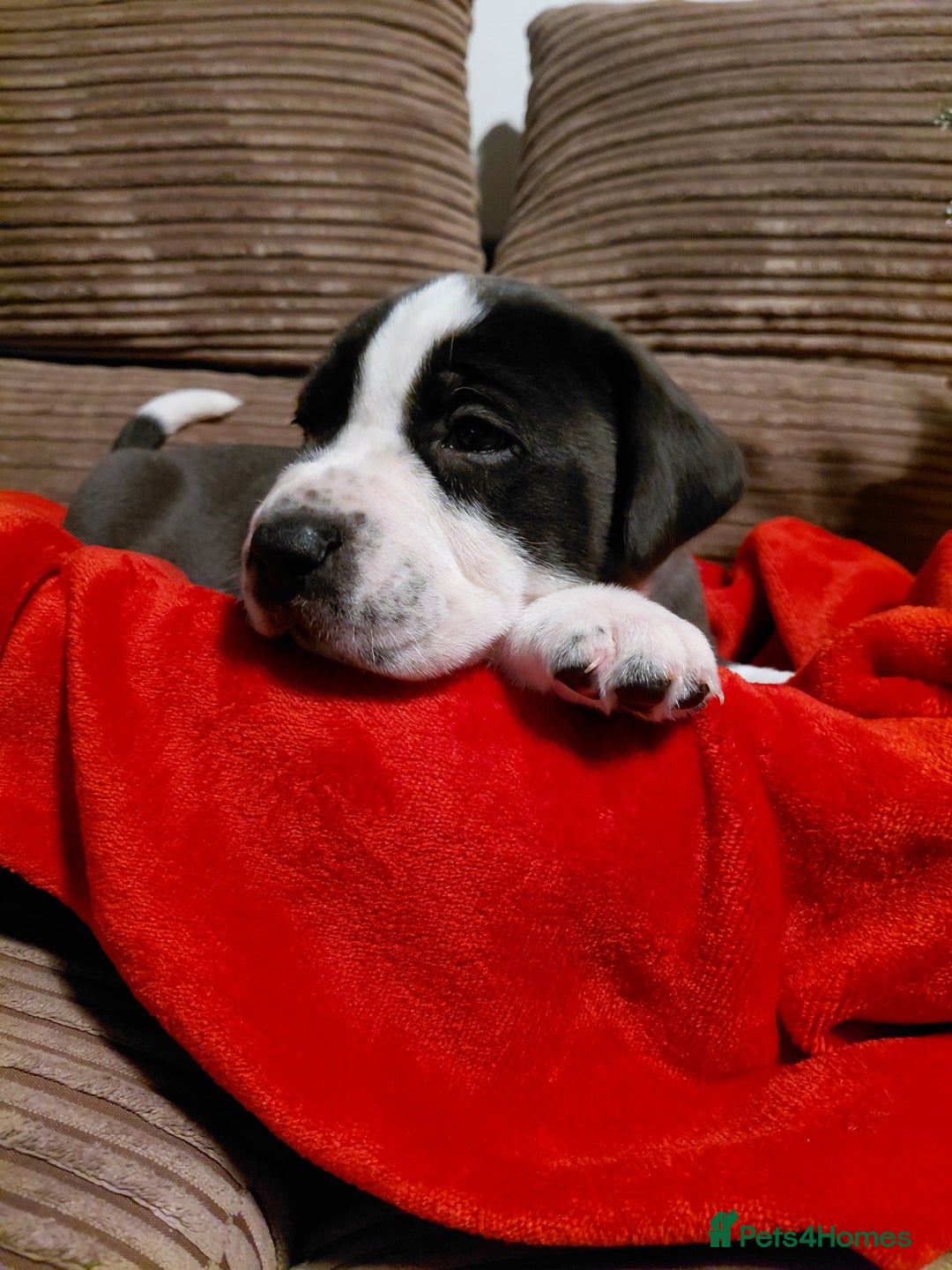 Presa Canario dogs for sale: Beautiful presa canario X alpha blue blood bulldog - Advert 2