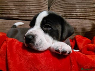 Presa Canario dogs Beautiful presa canario X alpha blue blood bulldog - Advert 18