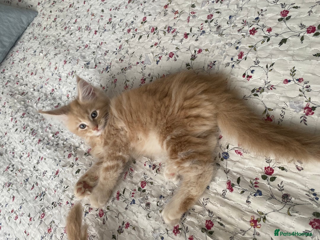 Maine Coon cats for sale: Maine coon kittens Russian/big - Advert 17