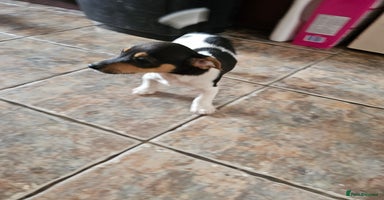 Jack Russell dogs - Advert 13