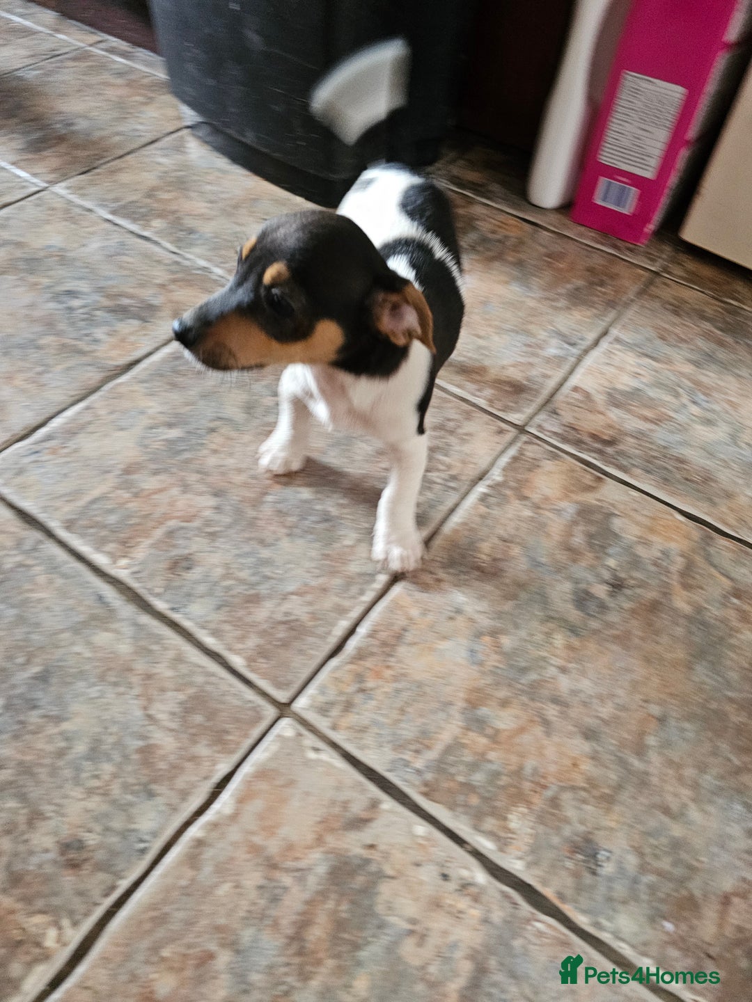Jack Russell dogs for sale: Smooth coated Jack Russell dog pups - Image 2