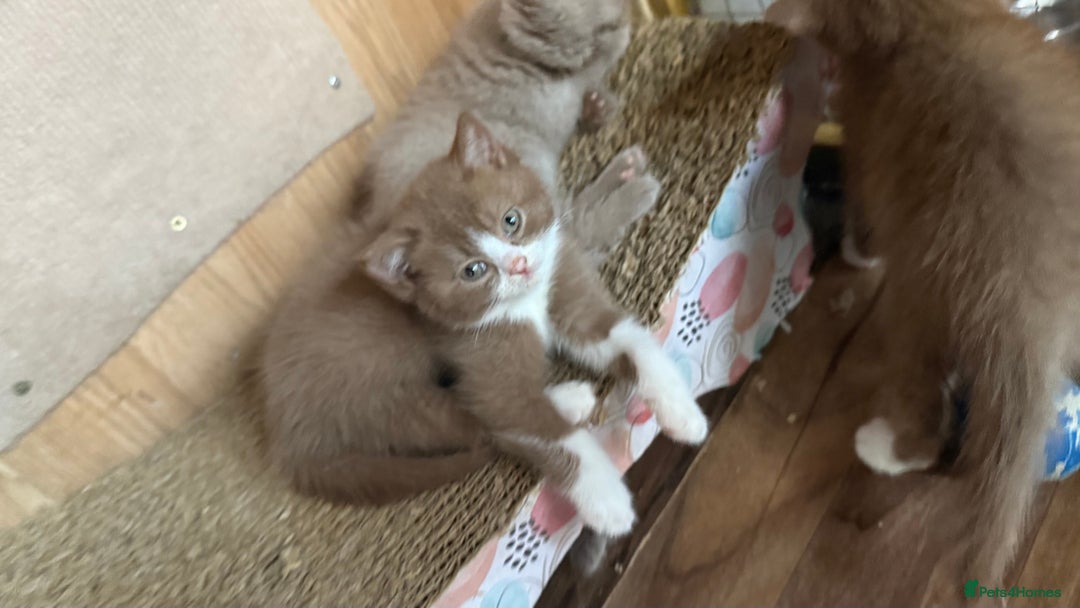 British Shorthair cats for sale: BSH kittens parents gccf - Image 23