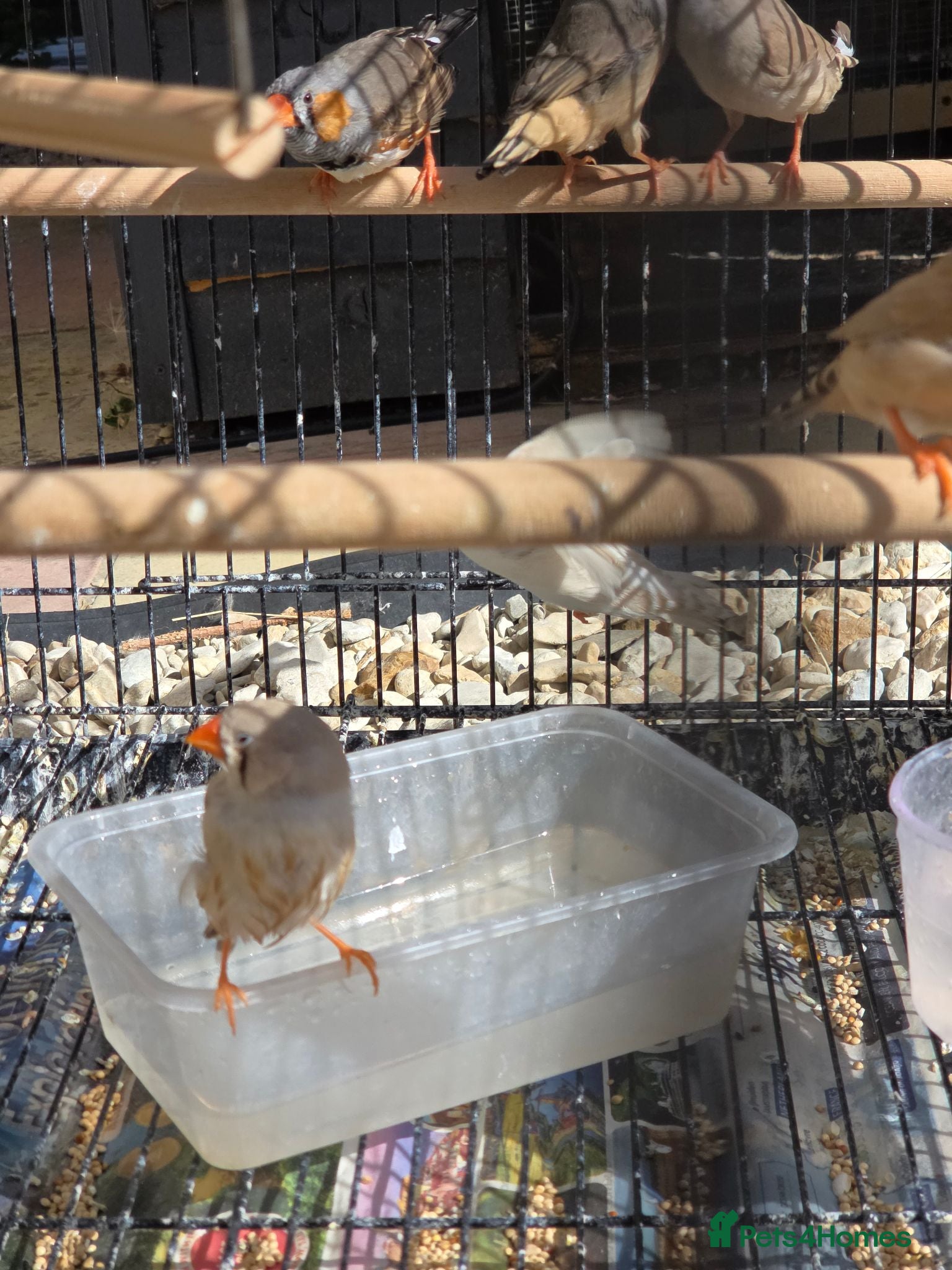 Finches birds Mixed aviary born Zebra Finch - Advert 2