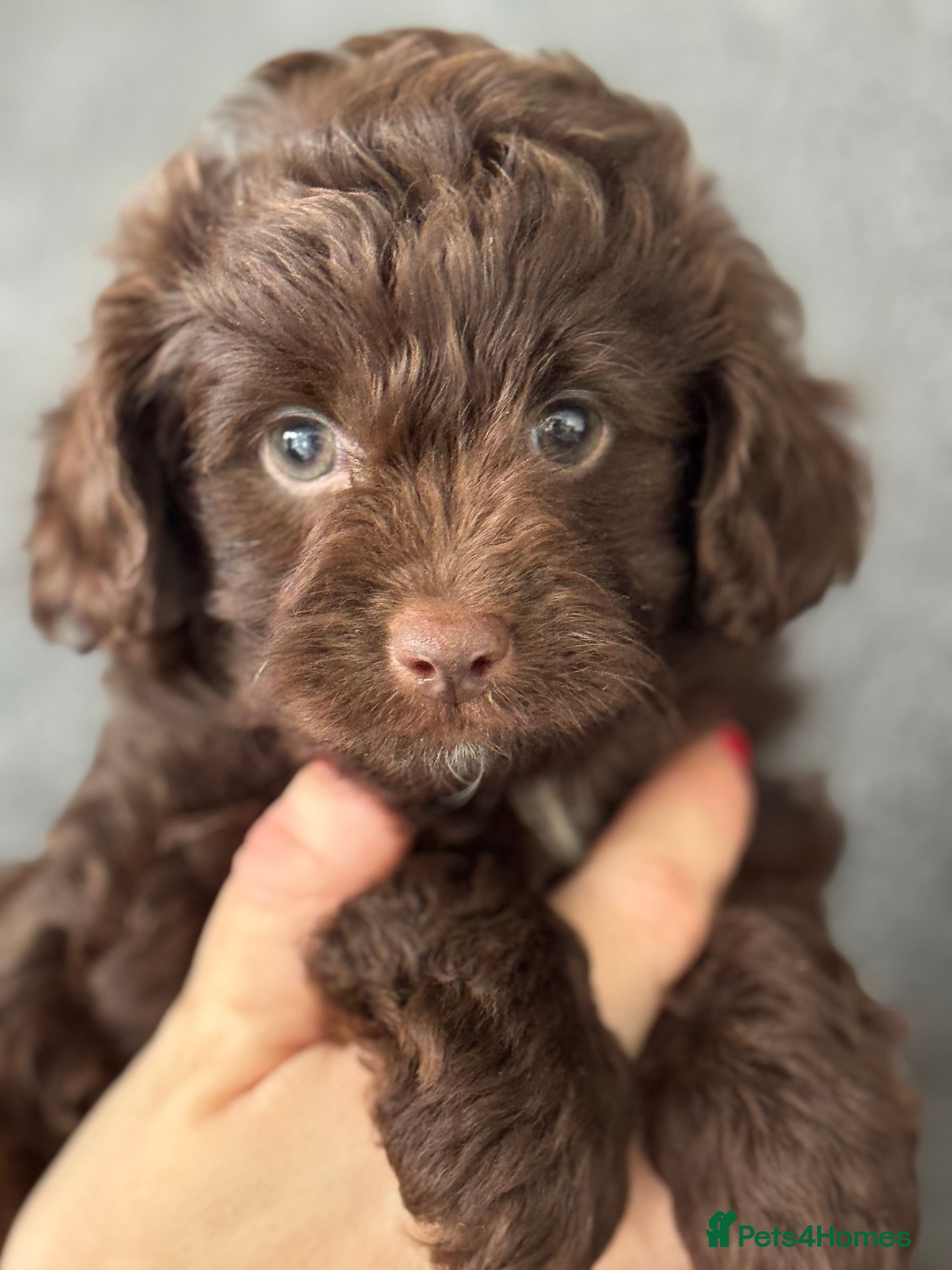 Aussiedoodle dogs Miniature Aussiedoodle Puppies (Poodle X) - Advert 1