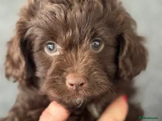 Aussiedoodle dogs Miniature Aussiedoodle Puppies (Poodle X) - Advert 5