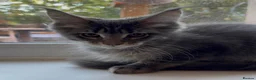 Maine Coon cats for sale: Sad sale big beautiful Maine coon boy TICA in Redhill - Advert 9
