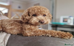 Poochon dogs for stud: Stunning Male poochon for stud  - Image 12