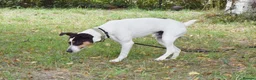 Jack Russell dogs for adoption: Chiqui - Advert 2