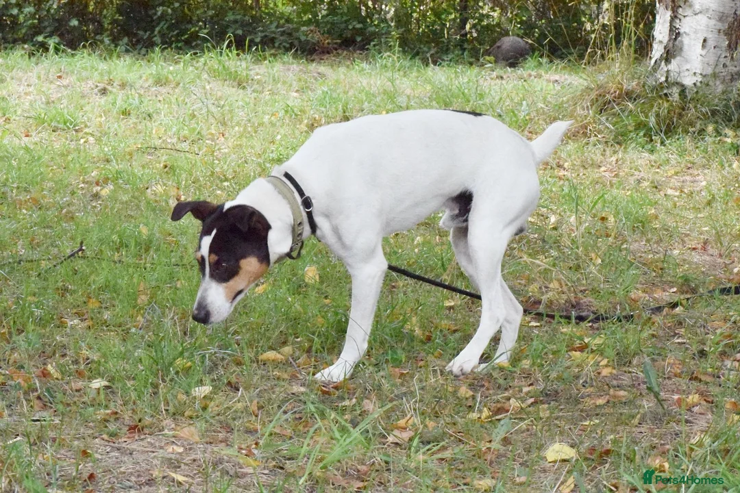Jack Russell dogs for adoption: Chiqui - Advert 2