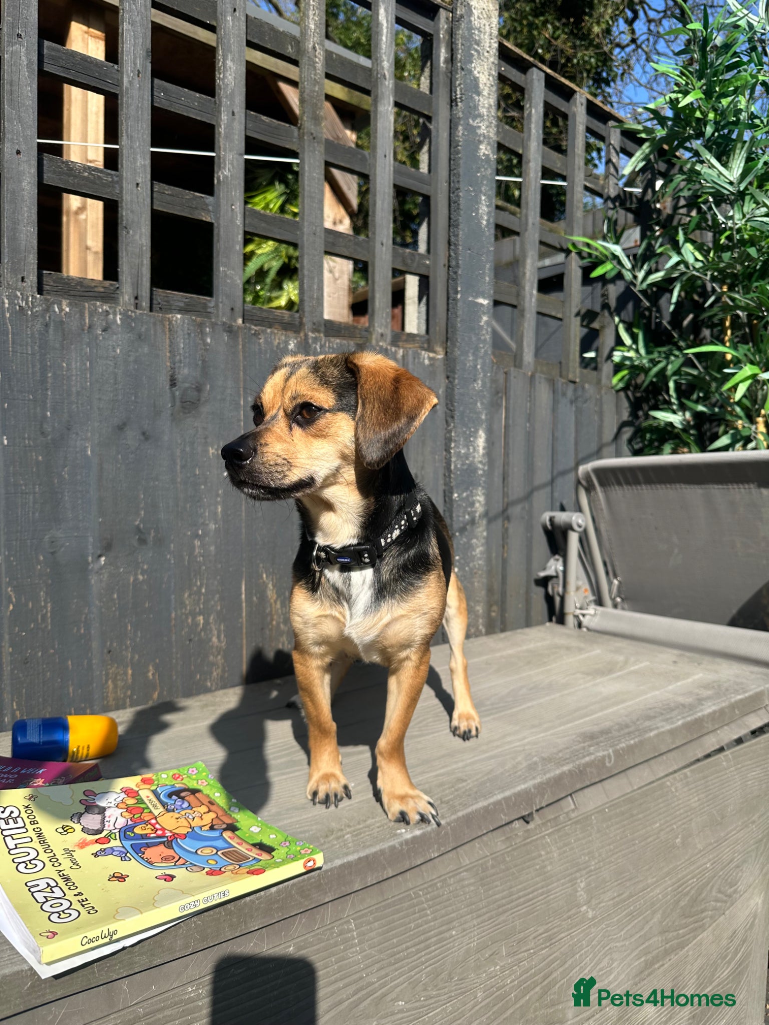 Mixed Breed dogs for sale: Fregal puppies - Advert 1