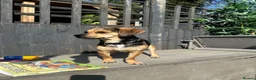 Mixed Breed dogs for sale: Fregal puppies - Advert 1