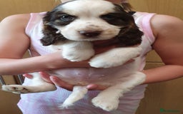 Cocker Spaniel dogs for sale: Ready to leave now - Image 4