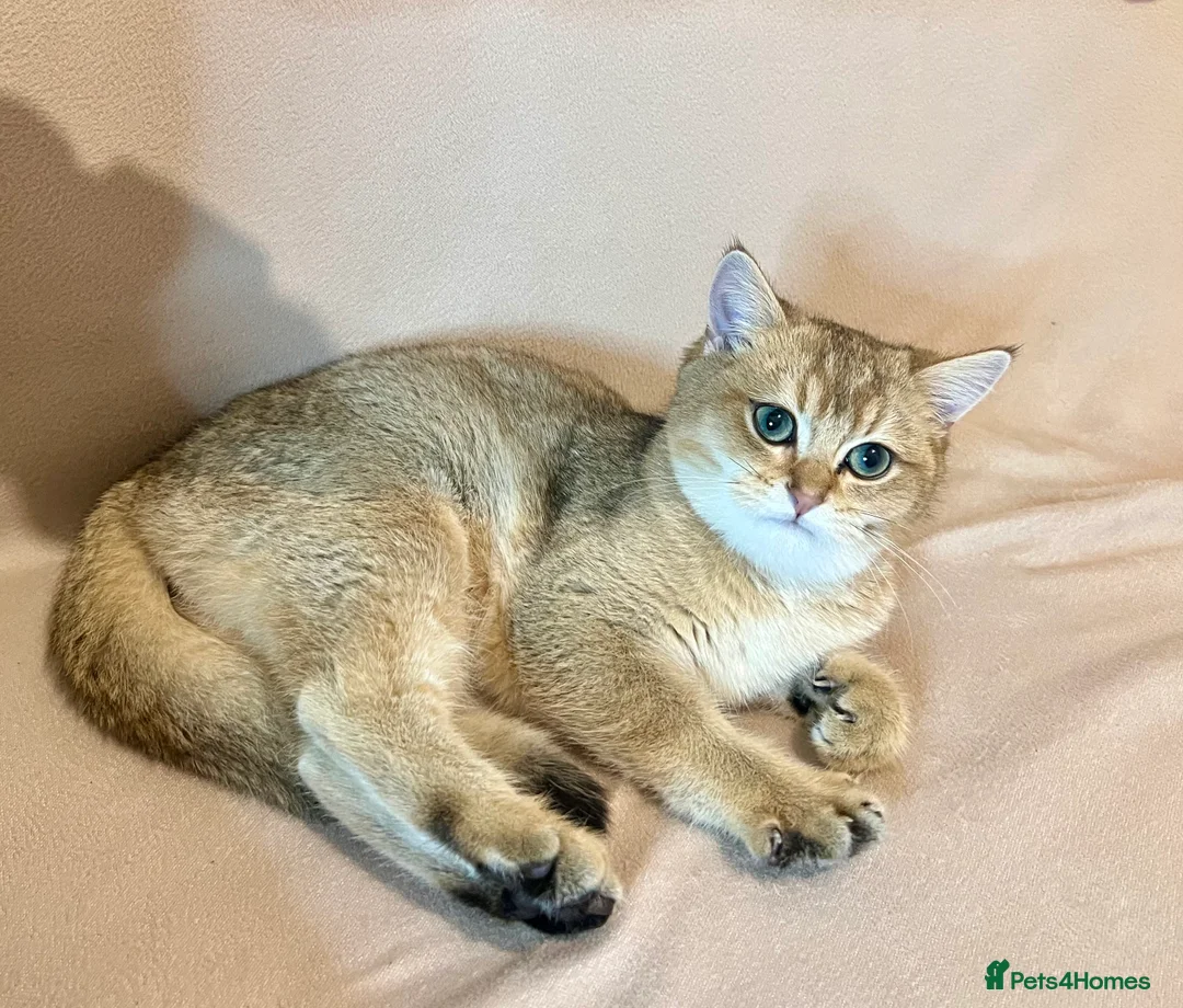 British Shorthair cats for sale: 🐾 Purebred BSH Golden kitten 🐾  - Advert 38