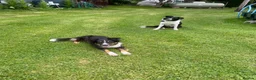 Border Collie dogs for sale: 5 Beautiful Border Collie Puppies  - Advert 30