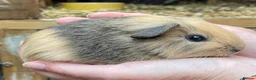Guinea Pig rodents for sale: Sweet natured baby girl guinea pigs - Advert 4