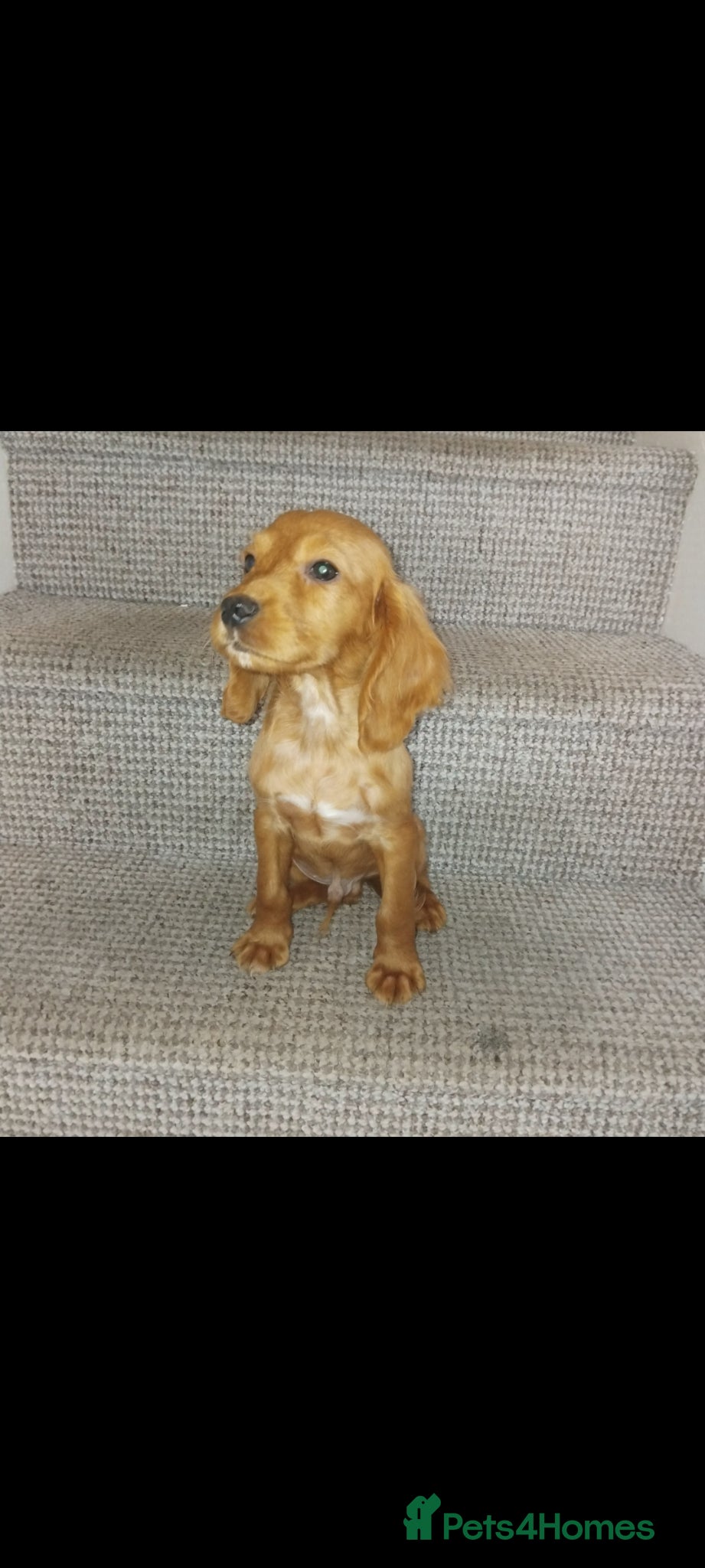 Cocker Spaniel dogs Cocker spaniel puppies  - Advert 8