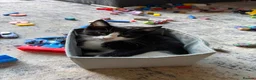 Maine Coon cats for sale: TORTOISESHELL MAINE COON X KITTENS - Advert 17