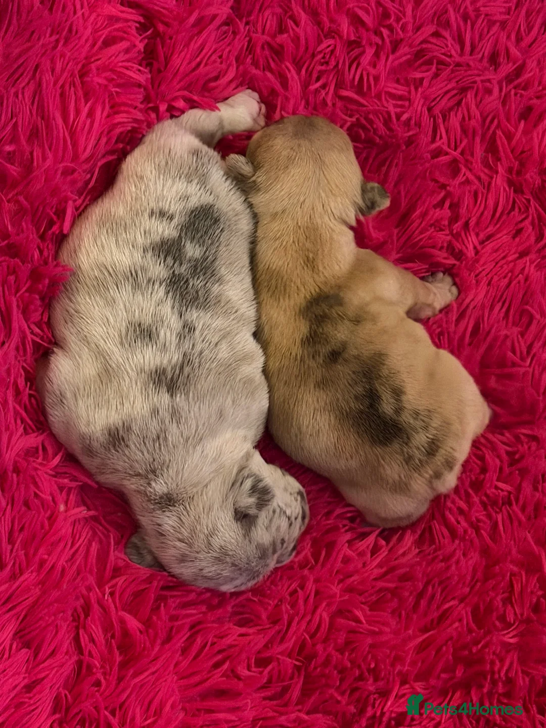 French Bulldog dogs for sale: French bulldog puppies  - Advert 16