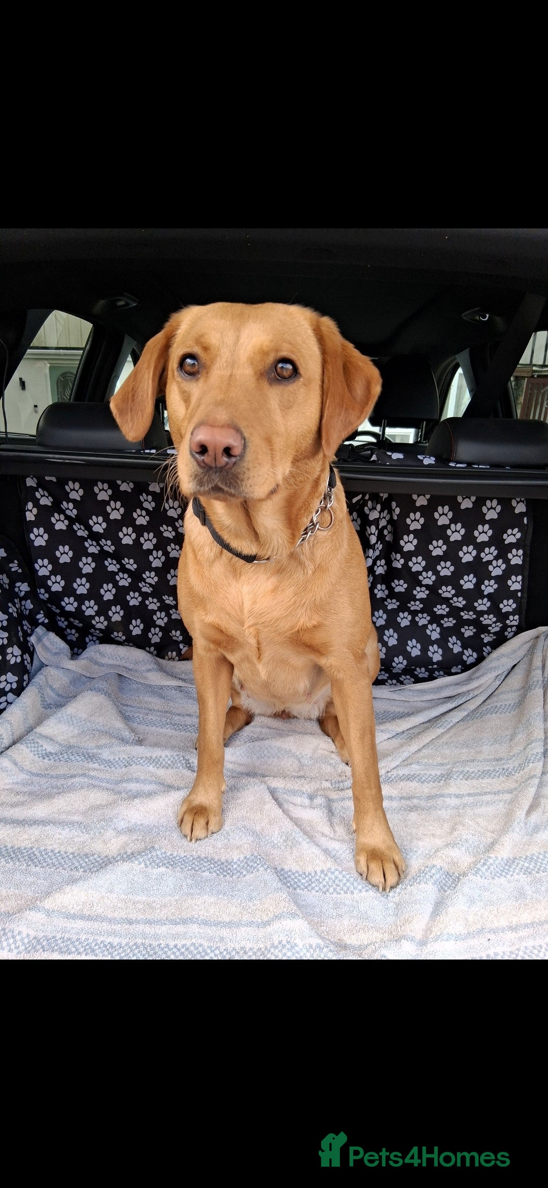 Labrador Retriever dogs Labrador Retriever Puppies Due Mid‑Apri - Advert 2