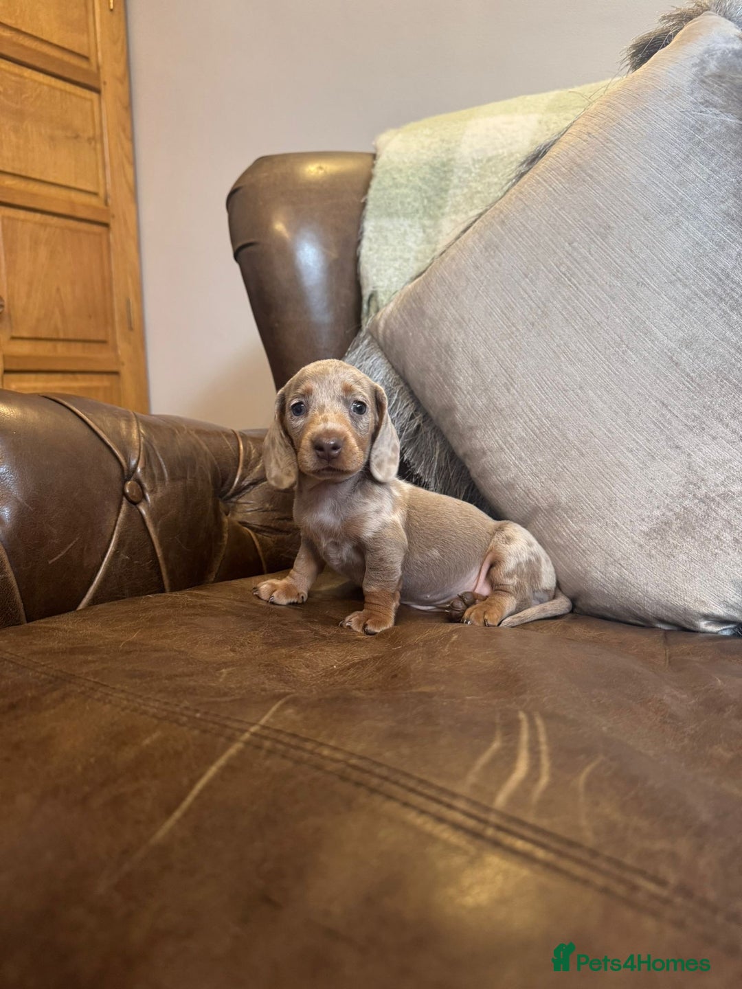 Dachshund dogs for sale: Miniature Dachshund  - Advert 3