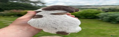 German Shorthaired Pointer 11