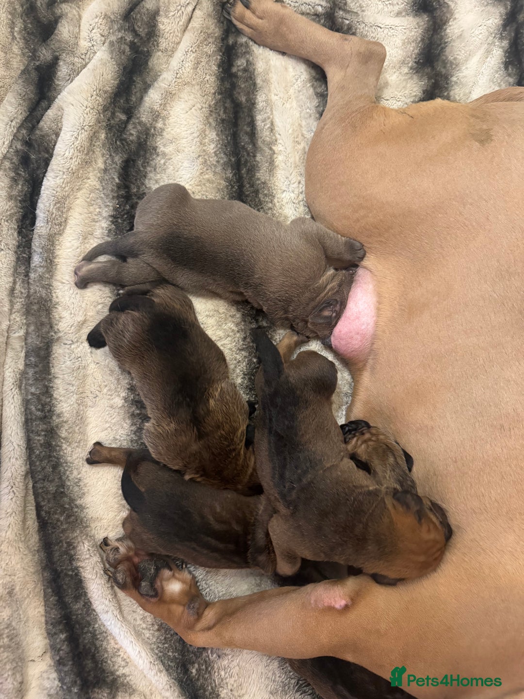 Cane Corso dogs for sale: 6 beautiful cane Corso puppies  - Advert 3