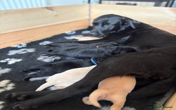 Labrador Retriever dogs for sale: Stunning litter of Labrador puppies for sale!  - Image 6