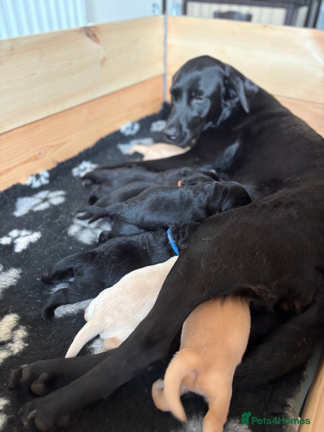 Labrador Retriever dogs for sale: Stunning litter of Labrador puppies for sale!  - Image 6