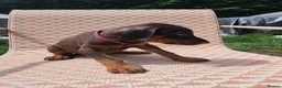 Dobermann dogs for sale: Doberman puppies beautiful temperament  - Advert 4