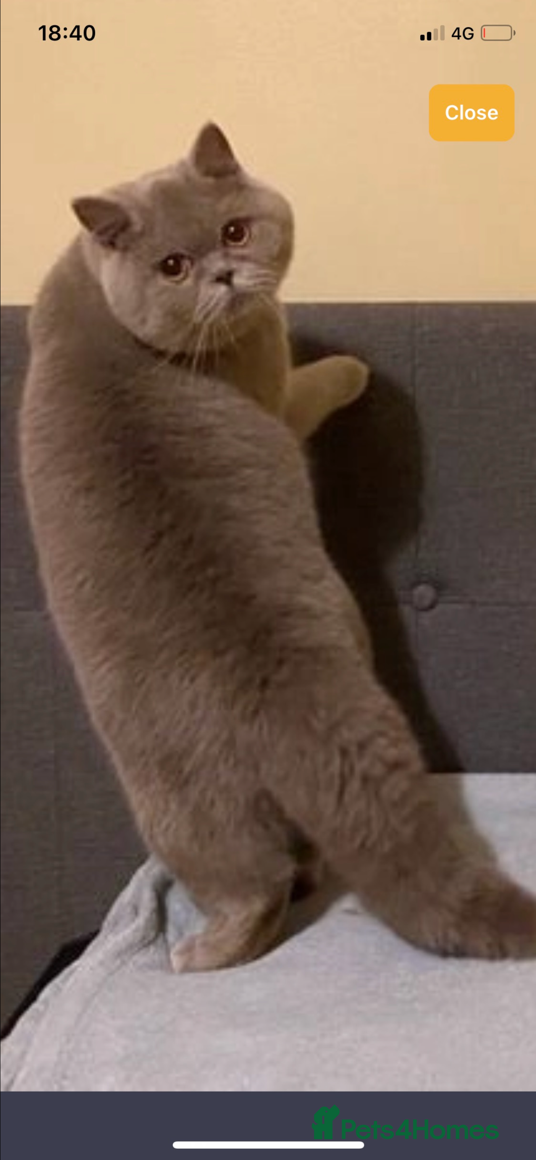 Scottish Fold cats for sale: Scottish fold kittens ready for reservation. - Image 24