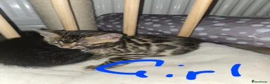 Bengal Kitten 4