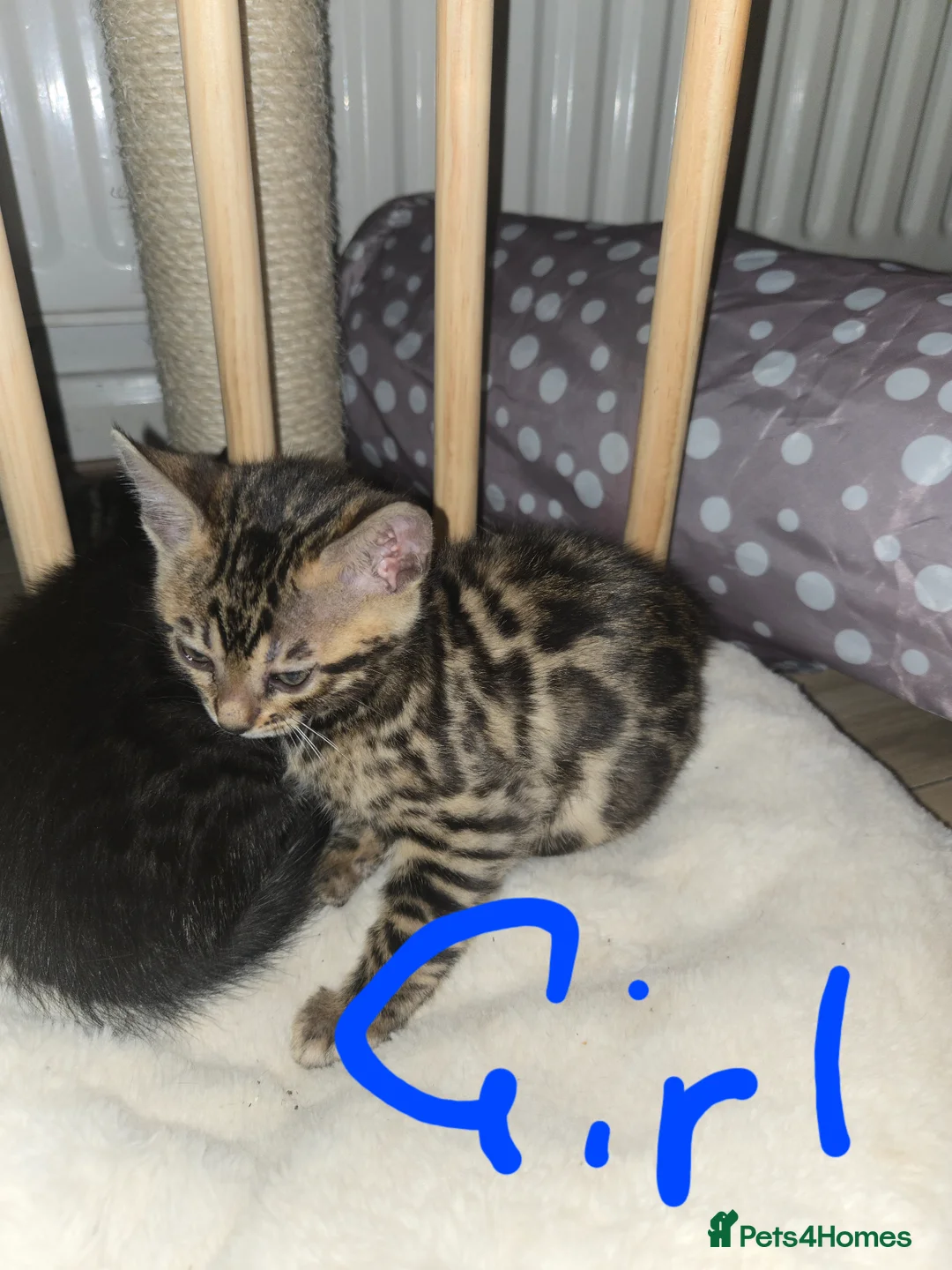 Bengal cats for sale: Bengal kittens ready to leave now! - Advert 2