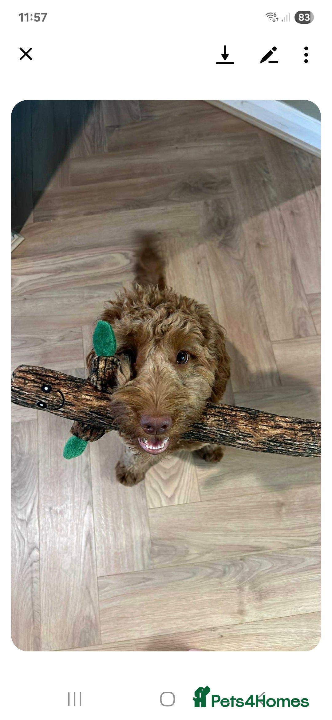 Cockapoo dogs for sale: Rehoming my beautiful Cockerpoo  - Advert 3