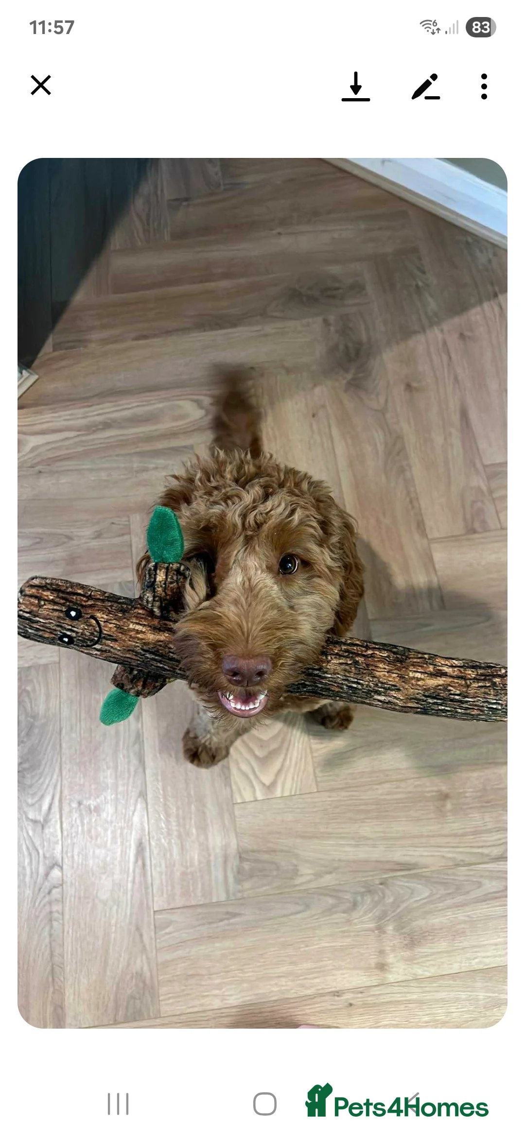 Cockapoo dogs for sale: Rehoming my beautiful Cockerpoo  - Advert 3