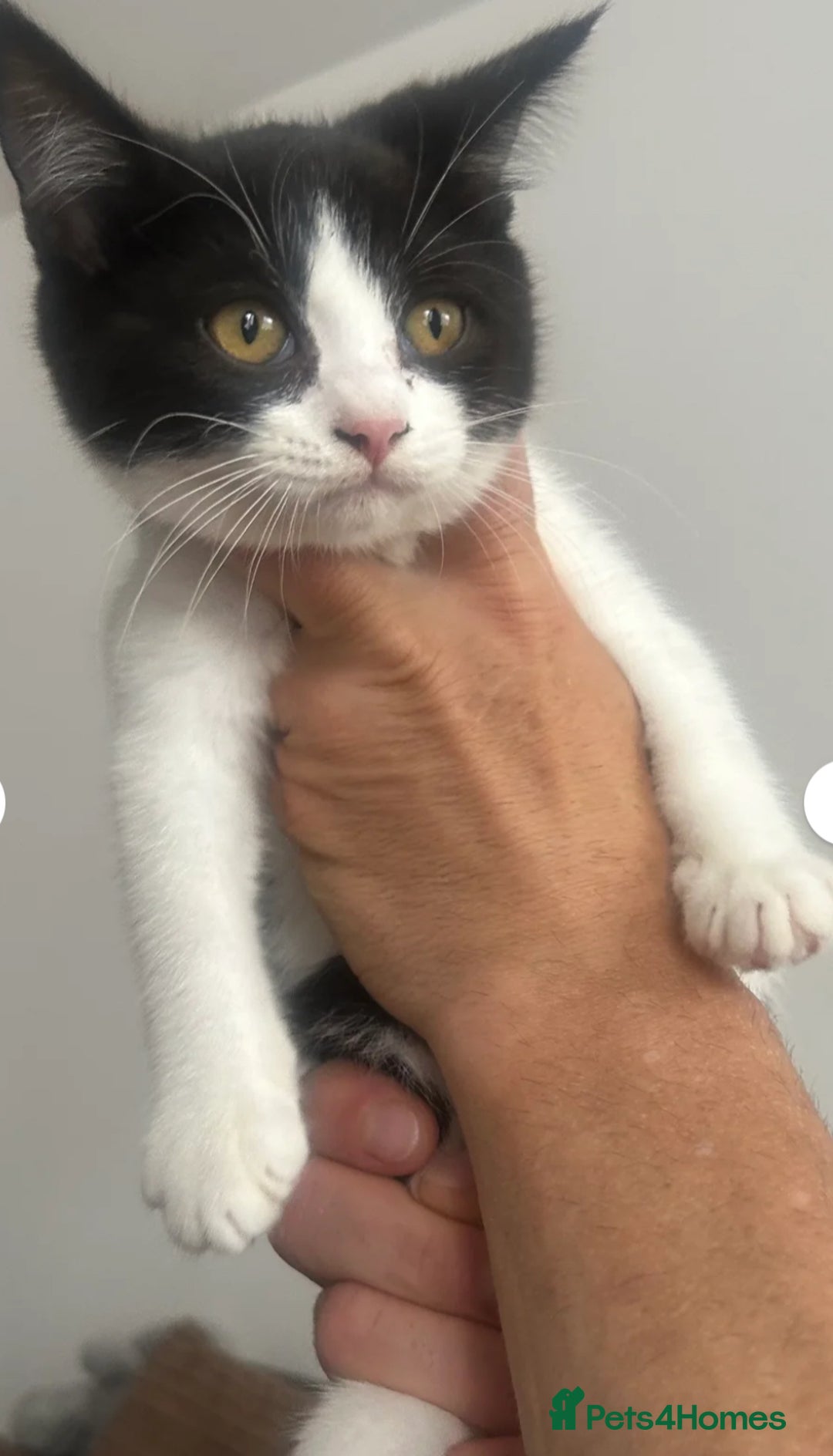 Mixed Breed cats for sale: 3 gorgeous kittens ready now Scottish fold mix - Image 15