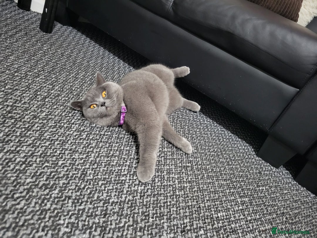 British Shorthair cats for sale: British Shorthair cat - Advert 4