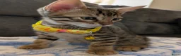 Bengal cats for sale: Bengal cross Kittens seeking forever homes - Advert 13