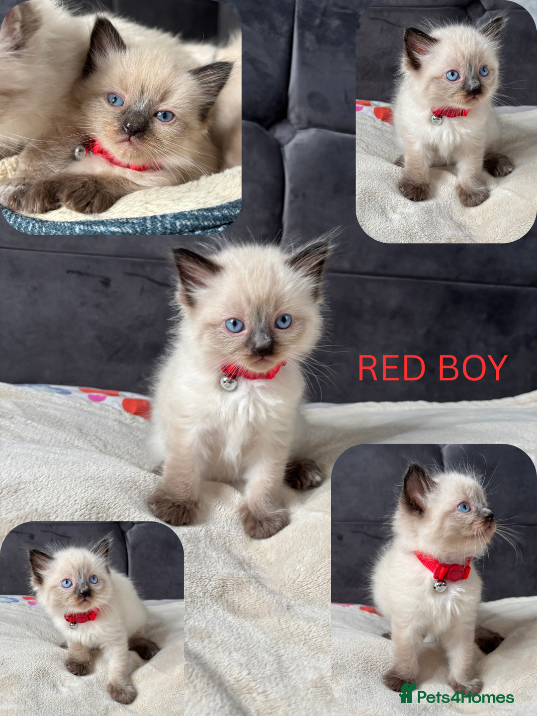 Ragdoll cats for sale: 6 beautiful PURE ragdolls - Image 11