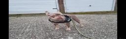 French Bulldog dogs for sale: Brother and sister for sale - Advert 8