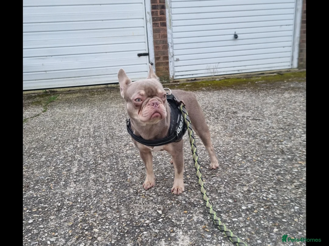 French Bulldog dogs for sale: Brother and sister for sale - Advert 8