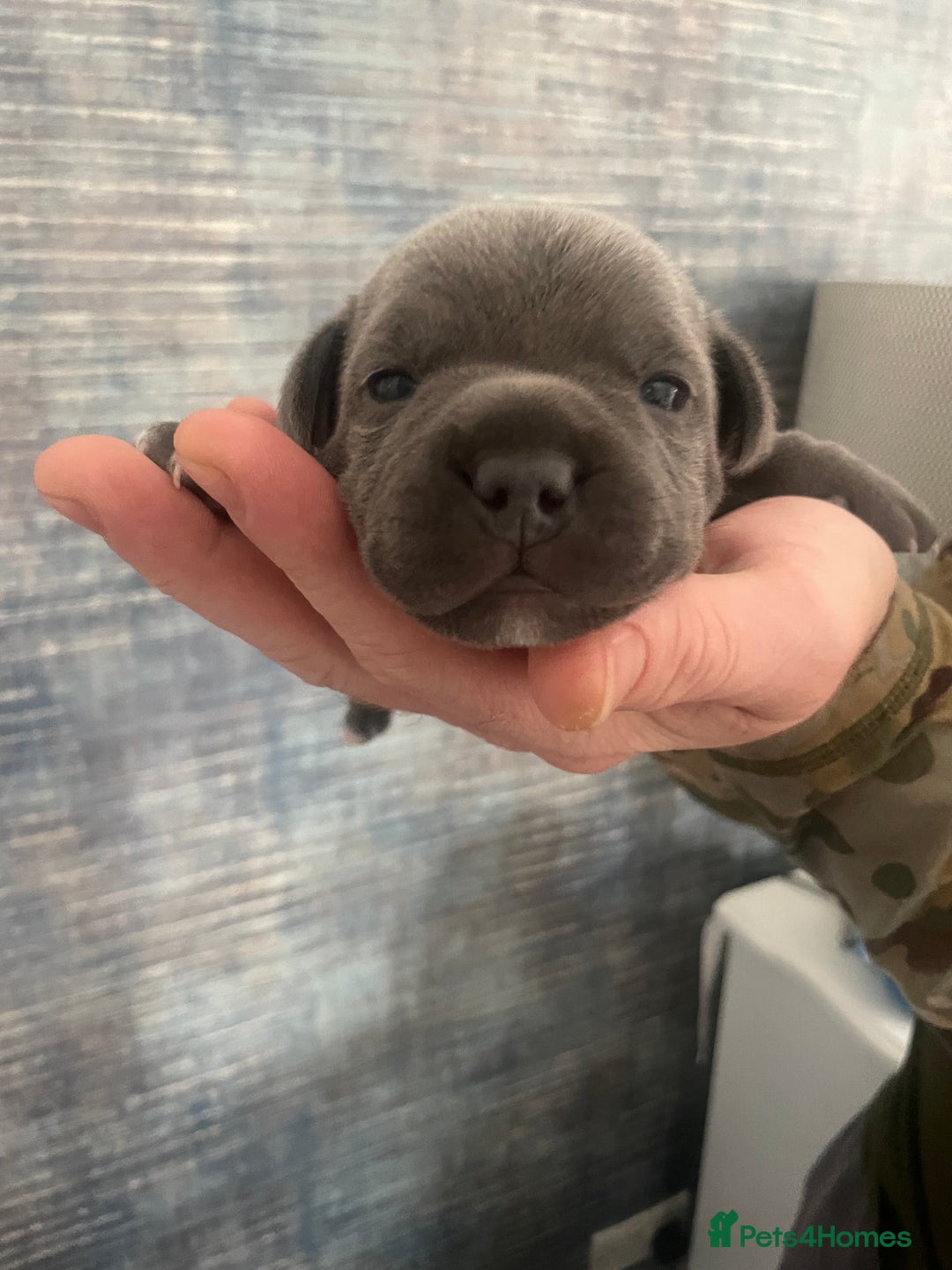 Staffordshire Bull Terrier dogs for sale: Blue Staffordshire bull terrier kc registered ❗️ - Image 24