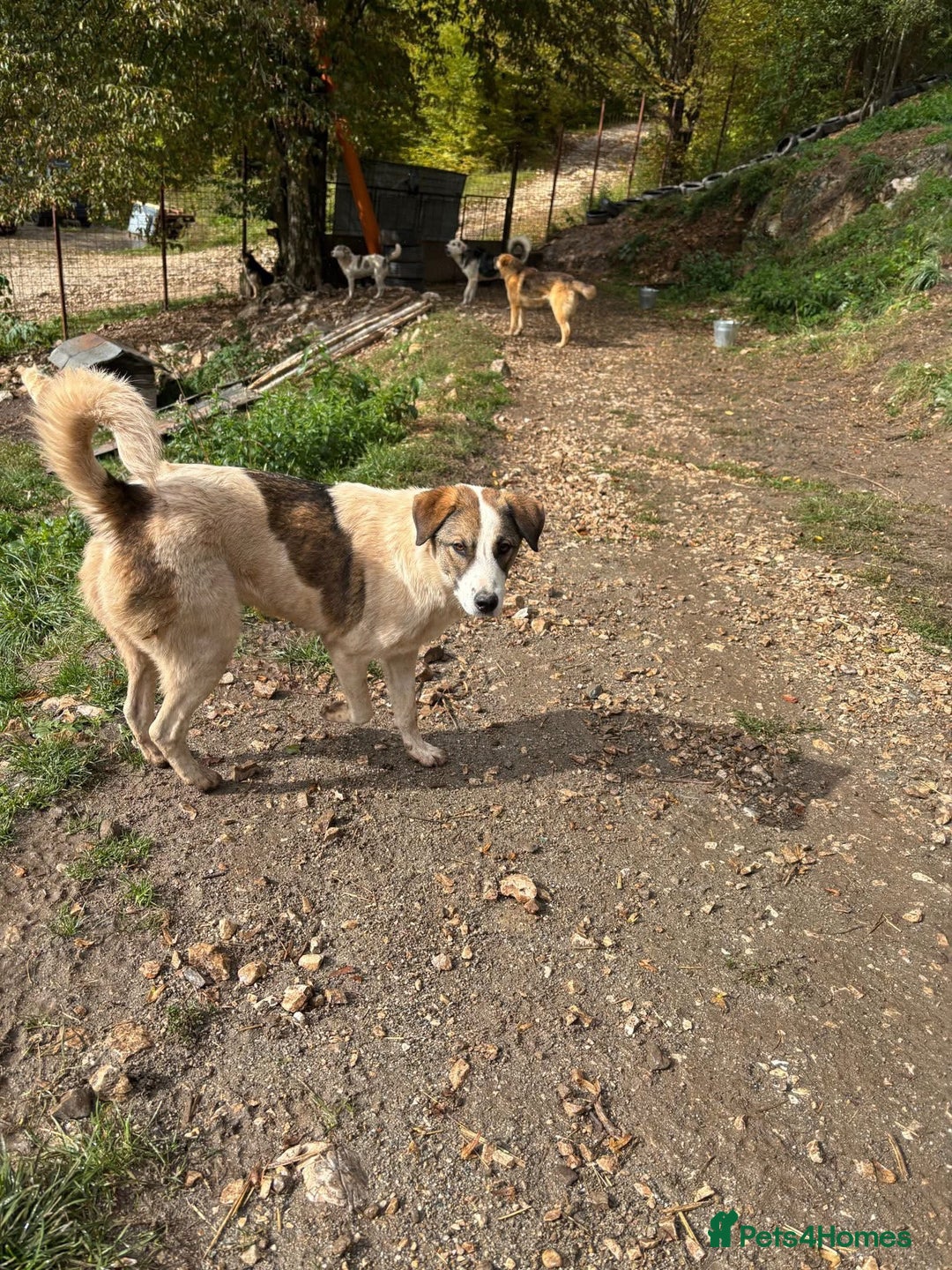 Mixed Breed dogs for adoption: Could you be the family Mercy is dreaming of? - Advert 7