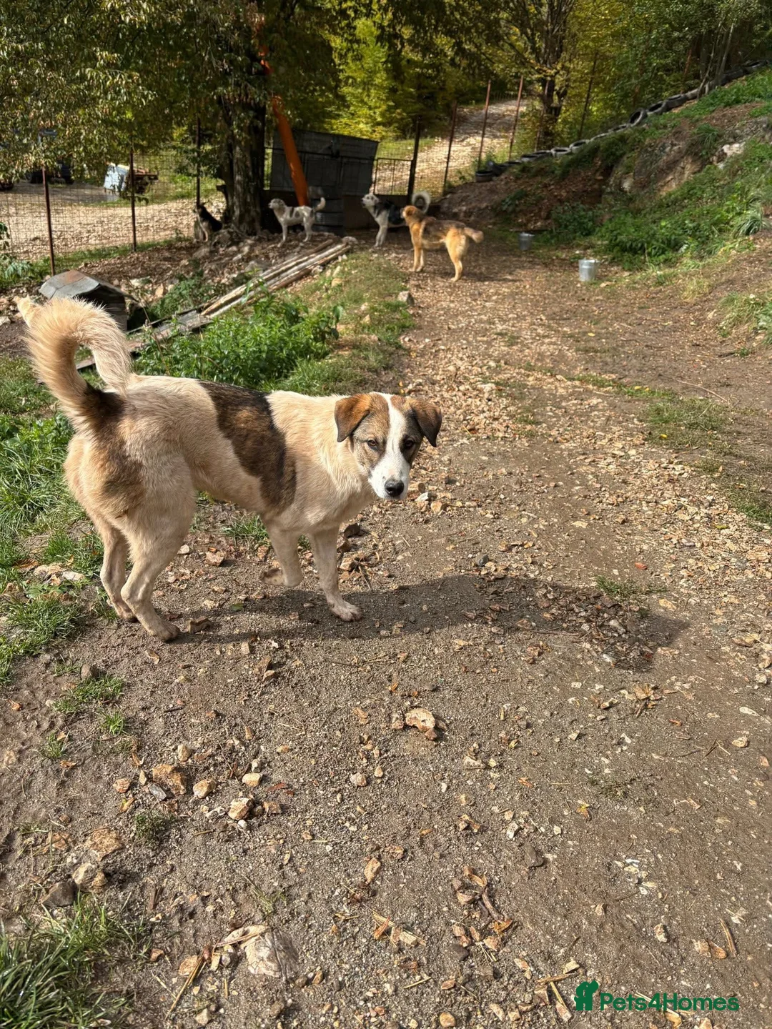 Mixed Breed dogs for adoption: Could you be the family Mercy is dreaming of? - Advert 7