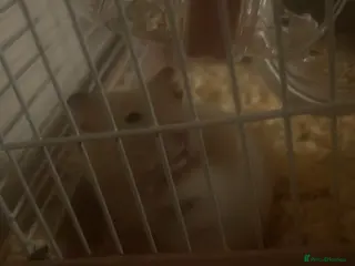 Hamster rodents Hamster with cage - Advert 8